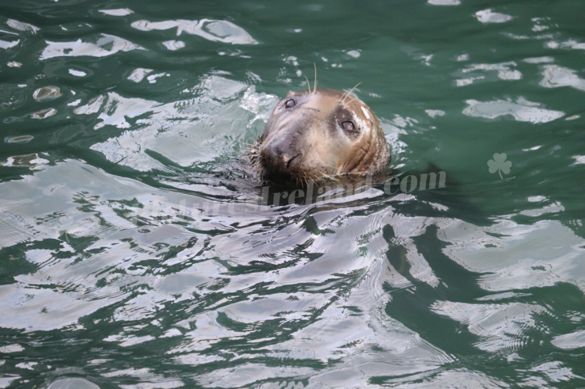 Seals in Ireland