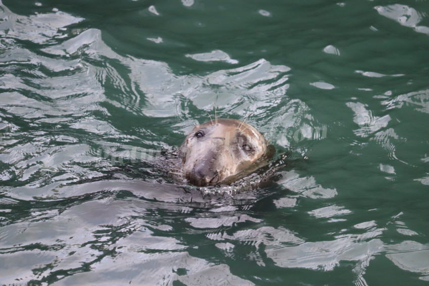 Seals in Ireland