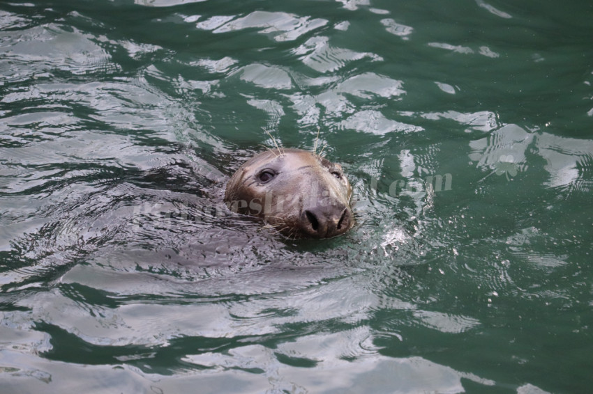 Seals in Ireland