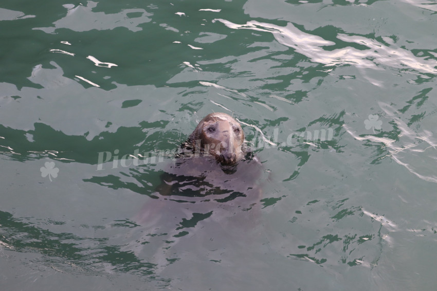 Seals in Ireland