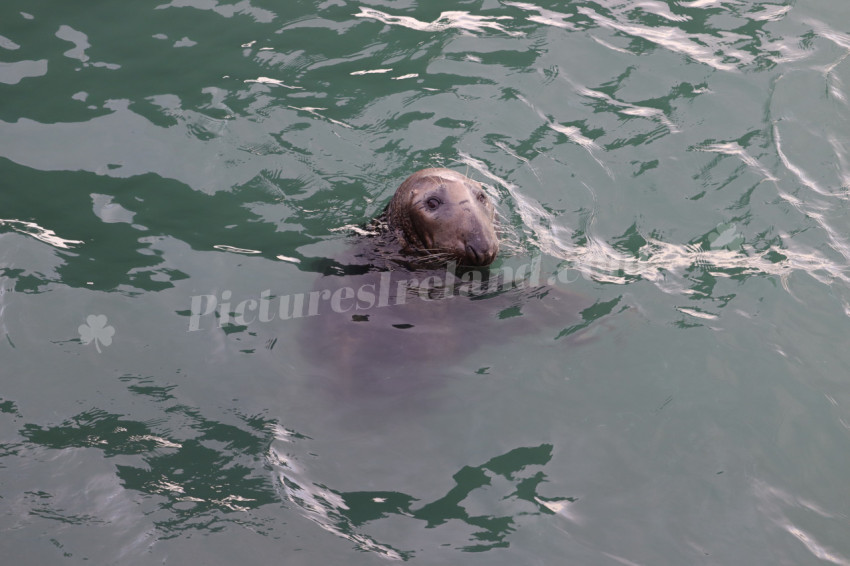 Seals in Ireland