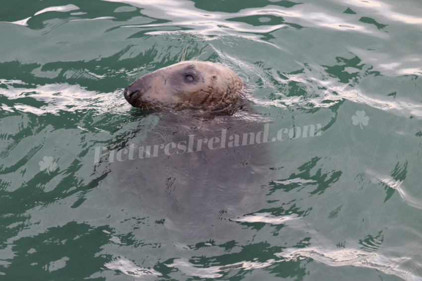 Seals in Ireland