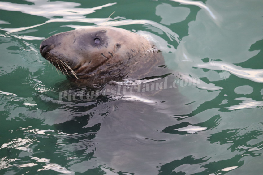 Seals in Ireland