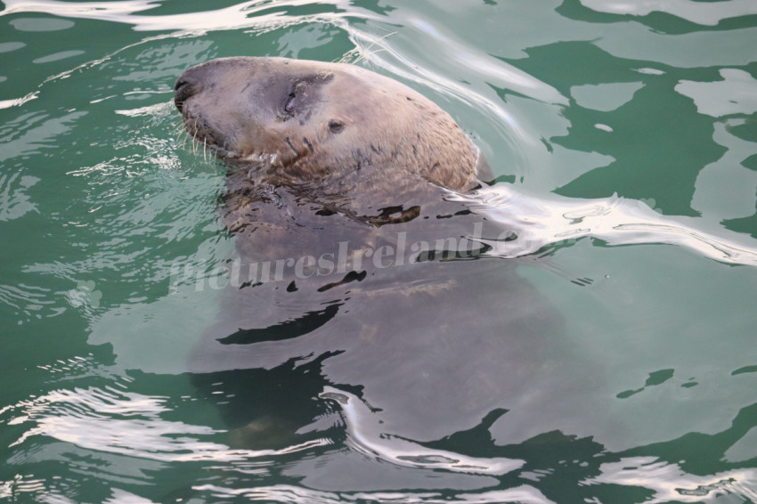 Seals in Ireland