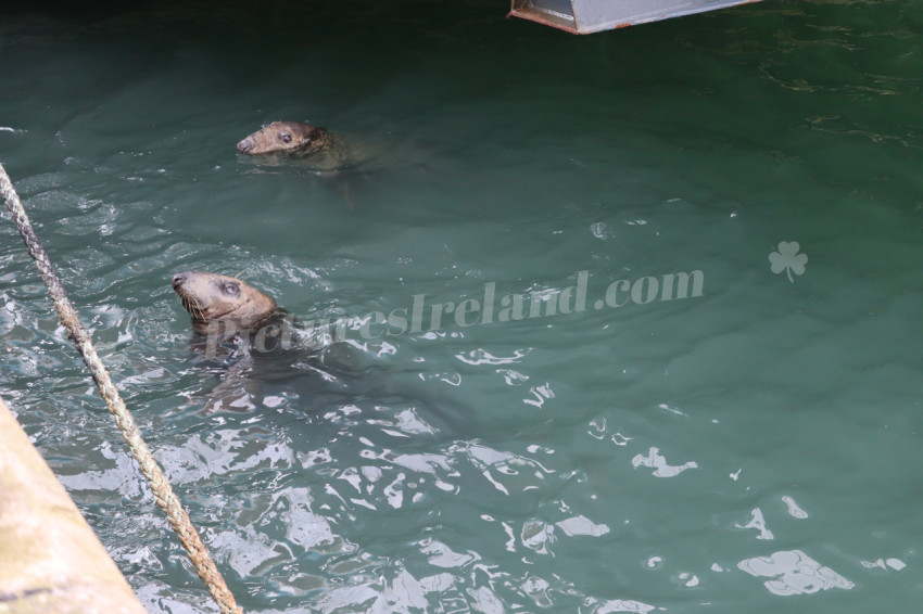 Seals in Ireland