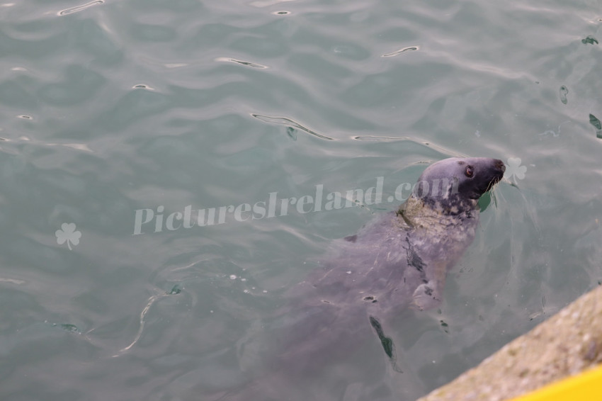 Seals in Ireland