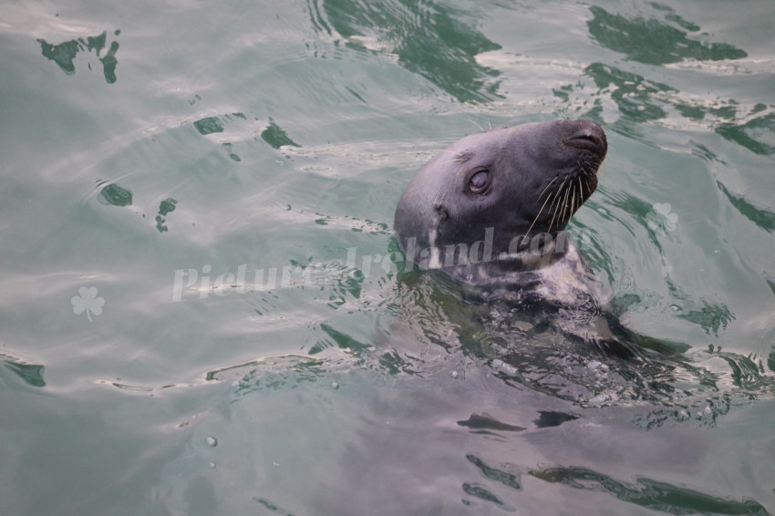 Seals in Ireland