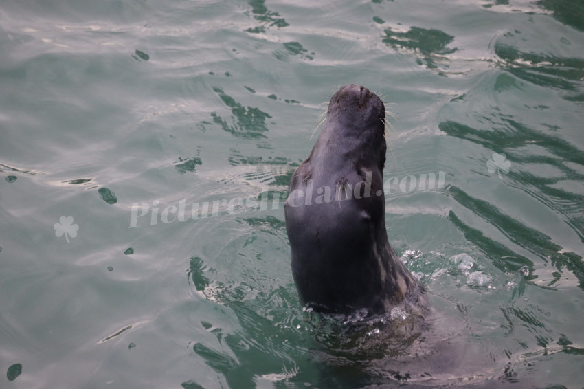 Seals in Ireland