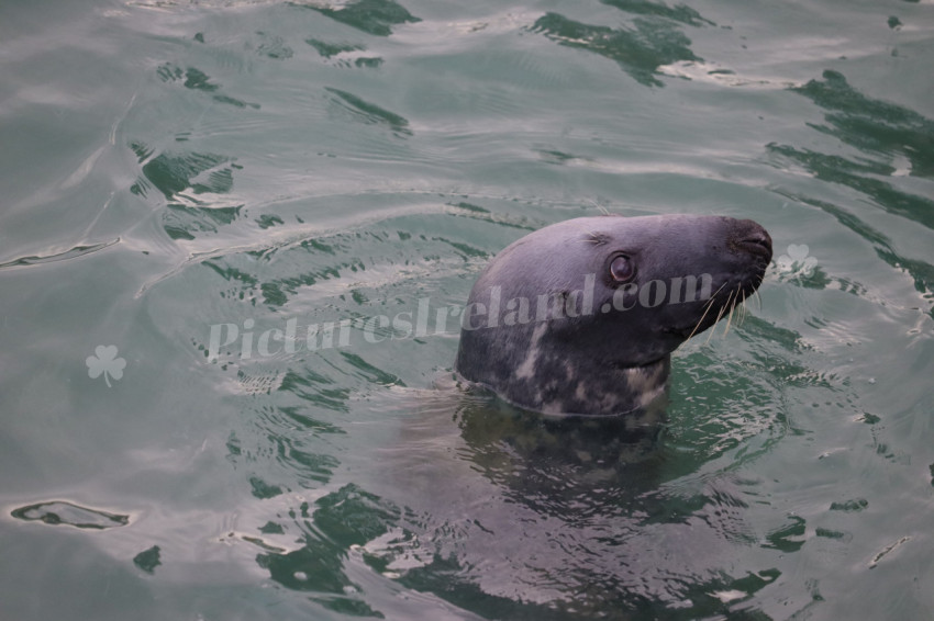 Seals in Ireland