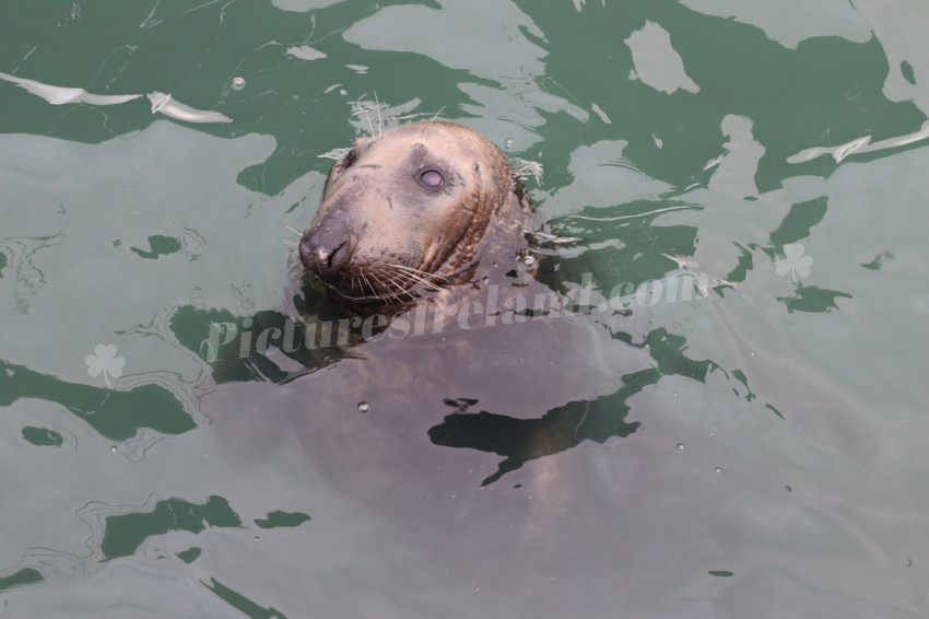 Seals in Ireland