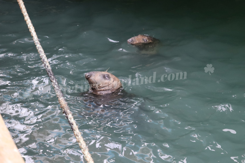 Seals in Ireland