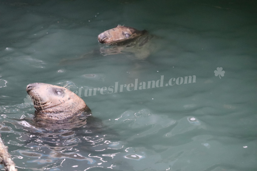 Seals in Ireland