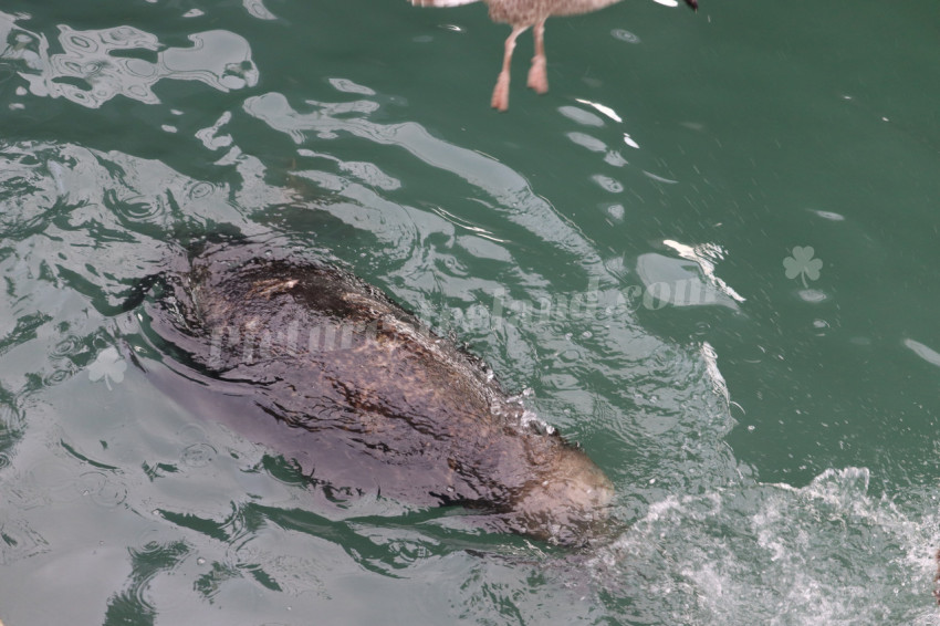 Seals in Ireland