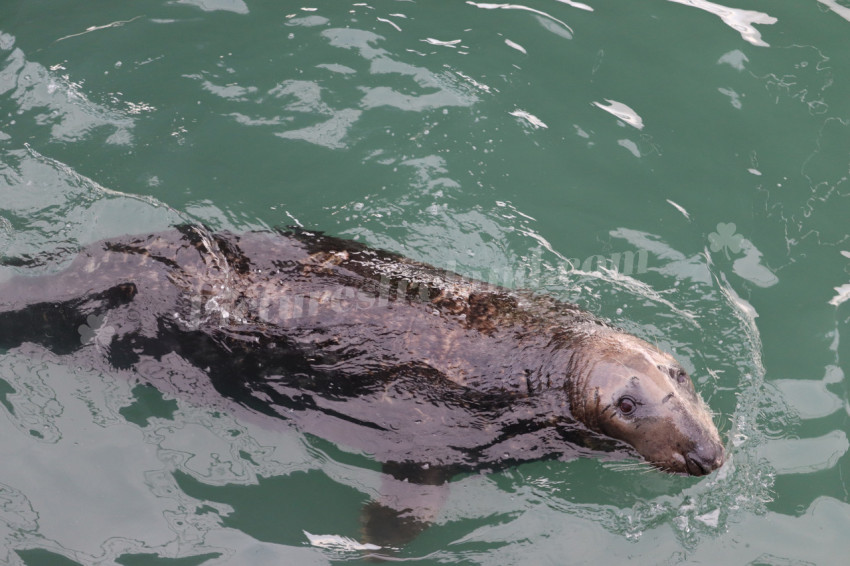 Seals in Ireland