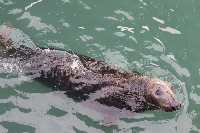 Seals in Ireland