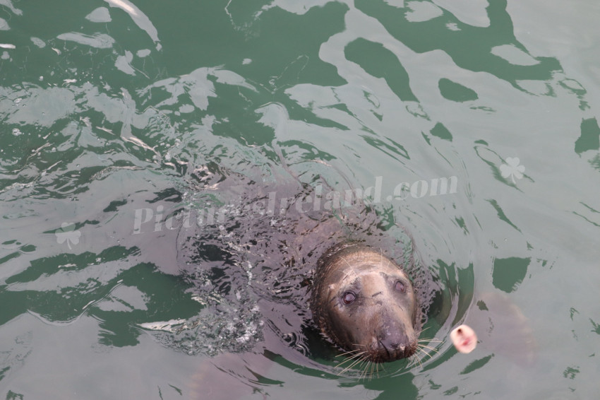 Seals in Ireland