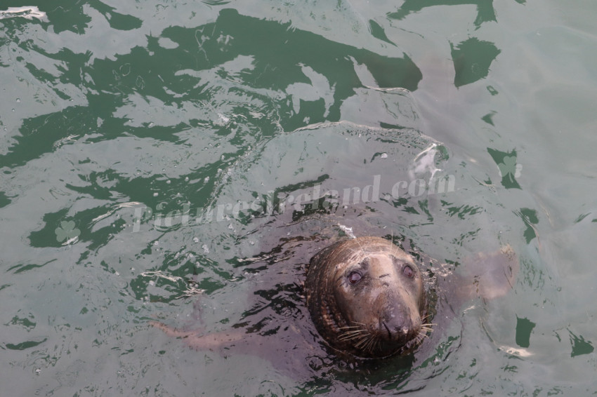 Seals in Ireland