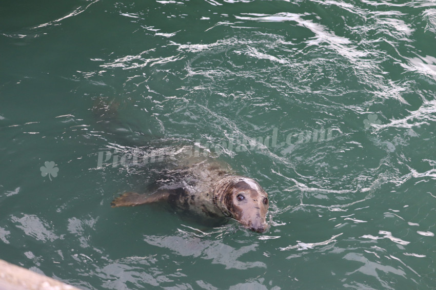 Seals in Ireland