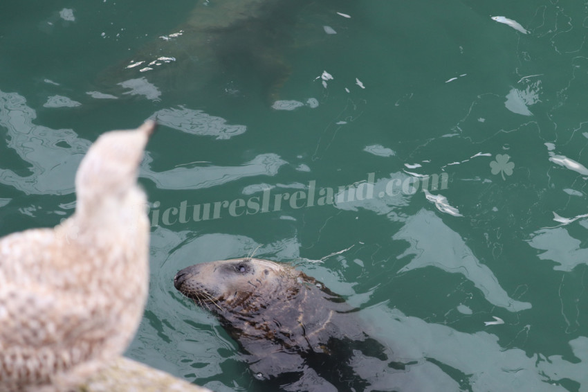 Seals in Ireland