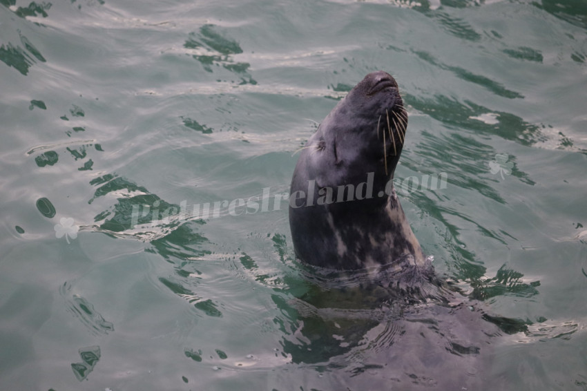 Seals in Ireland