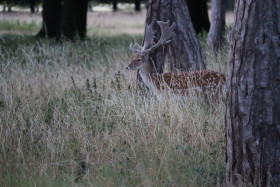 Deer in Phoenix Park in Dublin 1