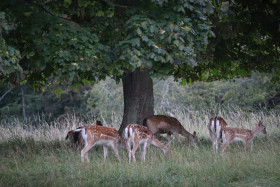 Deer in Phoenix Park in Dublin 10