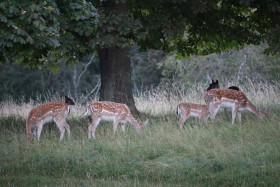 Deer in Phoenix Park in Dublin 11