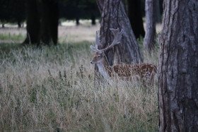 Deer in Phoenix Park in Dublin