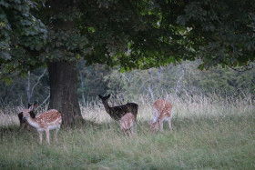 Deer in Phoenix Park in Dublin 12