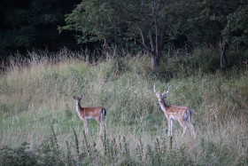 Deer in Phoenix Park in Dublin 13