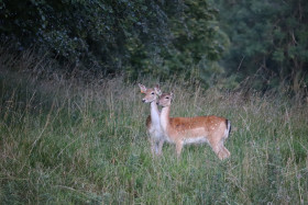 Deer in Phoenix Park in Dublin 14