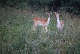 Deer in Phoenix Park in Dublin 16