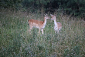 Deer in Phoenix Park in Dublin 17