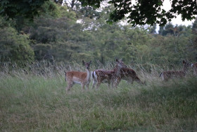 Deer in Phoenix Park in Dublin 18