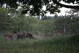 Deer in Phoenix Park in Dublin 19