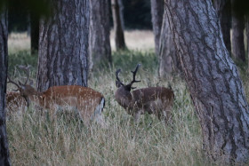 Deer in Phoenix Park in Dublin 2