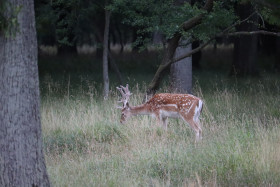 Deer in Phoenix Park in Dublin 20