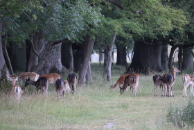 Deer in Phoenix Park in Dublin 21