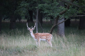 Deer in Phoenix Park in Dublin 22