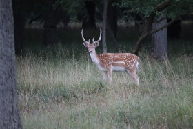 Deer in Phoenix Park in Dublin 23