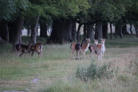 Deer in Phoenix Park in Dublin 24