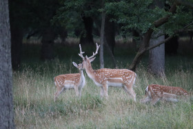 Deer in Phoenix Park in Dublin 25