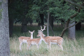 Deer in Phoenix Park in Dublin 26