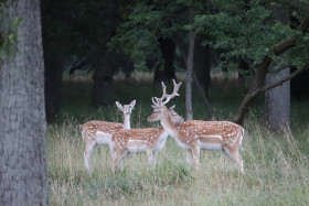 Deer in Phoenix Park in Dublin 27