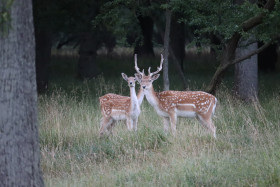 Deer in Phoenix Park in Dublin 29