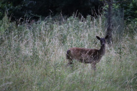 Deer in Phoenix Park in Dublin 3