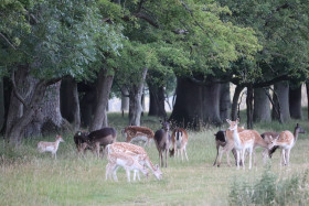 Deer in Phoenix Park in Dublin 31