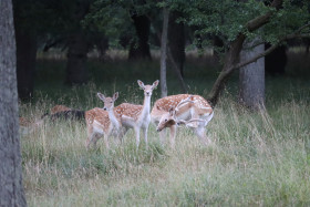 Deer in Phoenix Park in Dublin 32