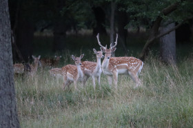 Deer in Phoenix Park in Dublin 33