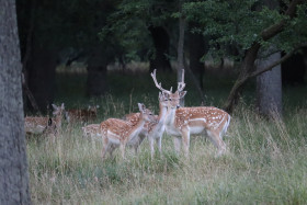 Deer in Phoenix Park in Dublin 34